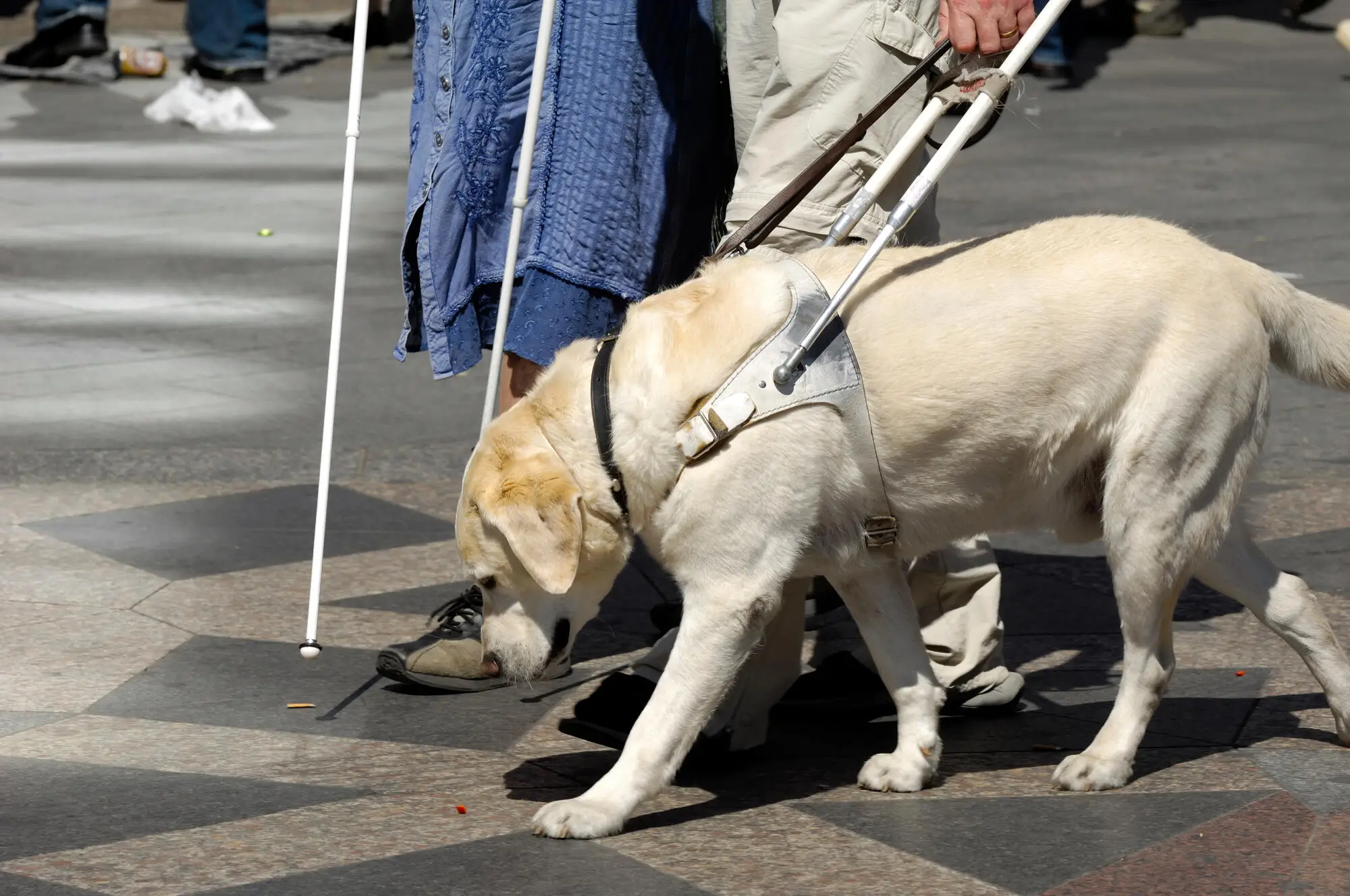 Difference Between Service, Emotional Support Animals and Pets: A Guide for Akron Landlords