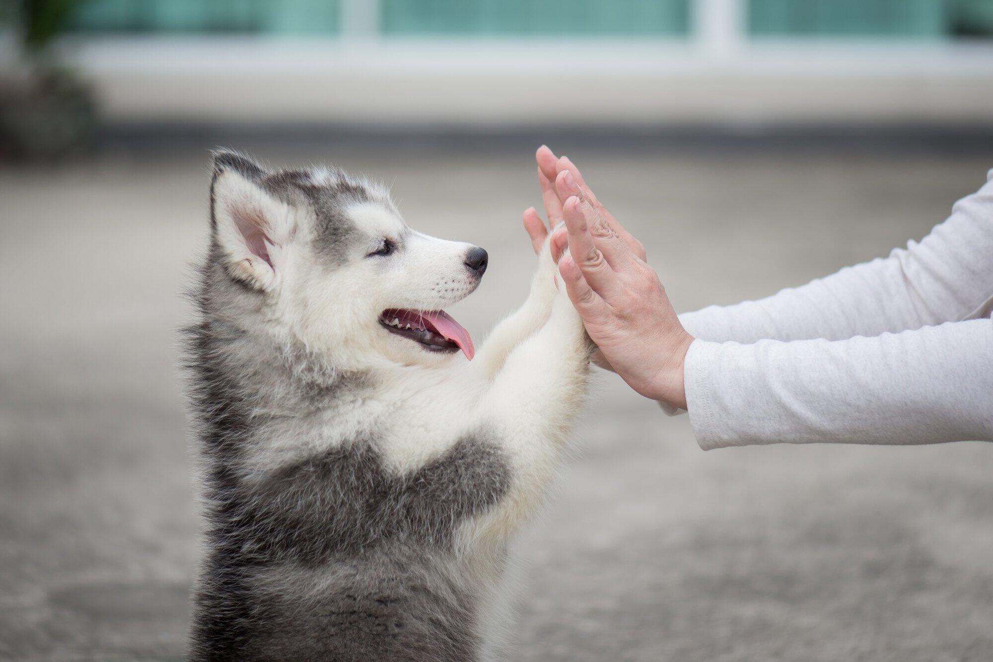 Pros and Cons of Allowing Pets in Your Akron, OH Rental Property